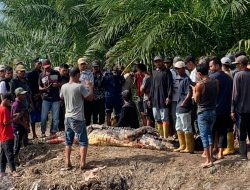 Heboh, Pemancing Ditemukan Tewas Diterkam Buaya