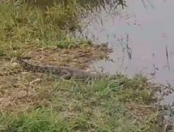 Waspada ! Ada Buaya Berkeliaran di Parit Depan Kantor BPBD Rokan Hilir