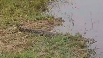 Waspada ! Ada Buaya Berkeliaran di Parit Depan Kantor BPBD Rokan Hilir