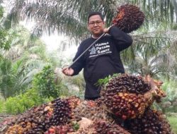 Harga TBS Sawit di Riau Kembali Naik, Tertinggi di Kelompok Umur 9 Tahun