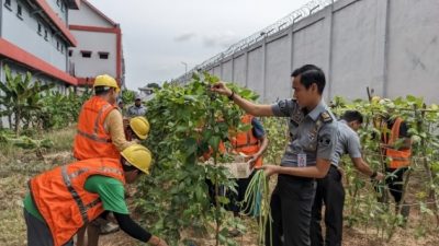 Program Pembinaan Kemandirian, WBP Lapas Kelas IIA Batam Berhasil Panen Kacang Panjang