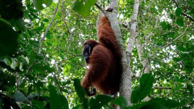 Ratusan Ha Hutan Margasatwa di Babat Cukong, Masyarakat Minta Balai Besar Konservasi Sumber Daya Alam (BBKSDA) Riau Selamatkan Hutan Kuansing.