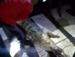 3 dari 5 Buaya yang Lepas dari Penangkaran Pulau Bulan Batam Berhasil Ditangkap, 2 Masih Berkeliaran Bebas