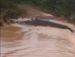 Hujan Deras di Batam Jebolkan Kandang Penangkaran di Pulau Bulan, 5 Buaya Lepas di Perairan