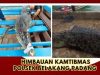 Kapolsek Belakang Padang Iptu Sonny Fajri, SH., MH Himbau Para Nelayan dan Warga Belakang Padang Selalu Waspada Terkait Jebolnya Penakaran Buaya di Pulau Bulan