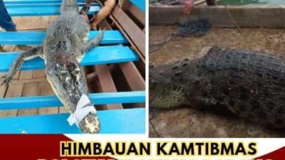 Kapolsek Belakang Padang Iptu Sonny Fajri, SH., MH Himbau Para Nelayan dan Warga Belakang Padang Selalu Waspada Terkait Jebolnya Penakaran Buaya di Pulau Bulan