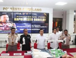 Upaya Penyelundupan Benih Lobster Digagalkan Satreskrim Polresta Barelang di Pelabuhan Internasional Sekupang, Batam