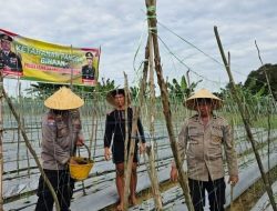 Dukung Ketahanan Pangan Nasional, Polsek Kawasan Pelabuhan Batam Sulap Lahan Tidur Jadi Ladang Pangan