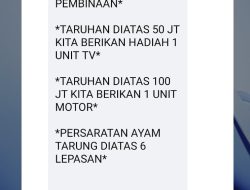 Kembali Dikabarkan Kontes Tarung Ayam dengan Uang Pangkal Dasar T.5.000 Sampai Ratusan Selain Taruhan Luar