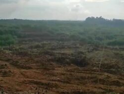 Begini Modus Oknum Mantan Kades Hingga Kades Aktif Kuasai Hutan Lindung di Pucuk Rantau.