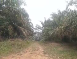 Mencuat, Aktor Perambahan Hutan Lindung (HL) di Wilayah Desa Sungai Besar Tidak Terlepas Dari Peran Serta ‘Kekuasaan’.