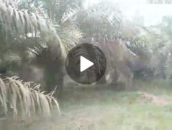 Dugaan Pembiaran Perambahan Hutan Lindung, Kepala UPT KPH Singingi Bungkam.