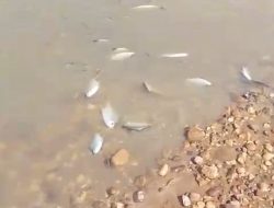 Ditemukan Ikan Mati, Diduga Terpapar Limbah Pabrik Kelapa Sawit, DLH Kuansing Gerak Cepat.