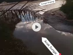 Ini Penyebab Ribuan Ikan Mengapung di Singingi, Pemerintah Hentikan Operasional PT. SIM Untuk Sementara.